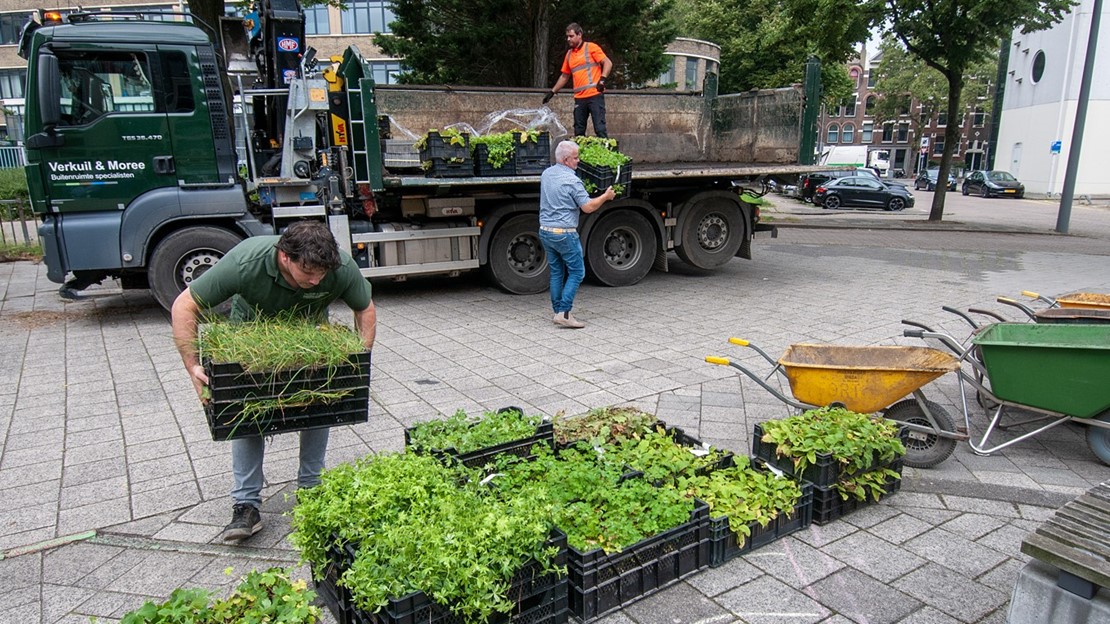 De planten worden uitgeladen